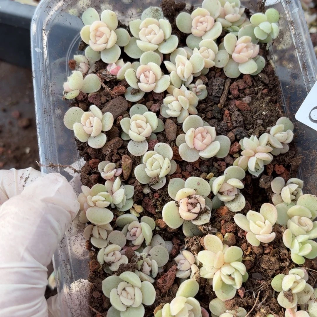 多肉植物多肉植物866