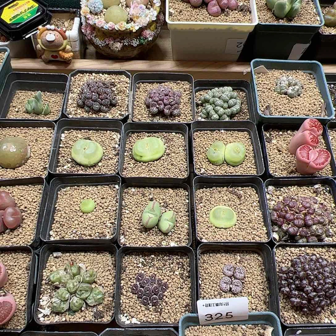 【闪购商品】*️***网友25元