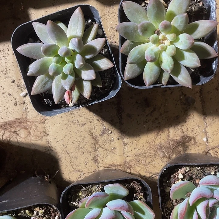 6.5方车厘子带盆土发