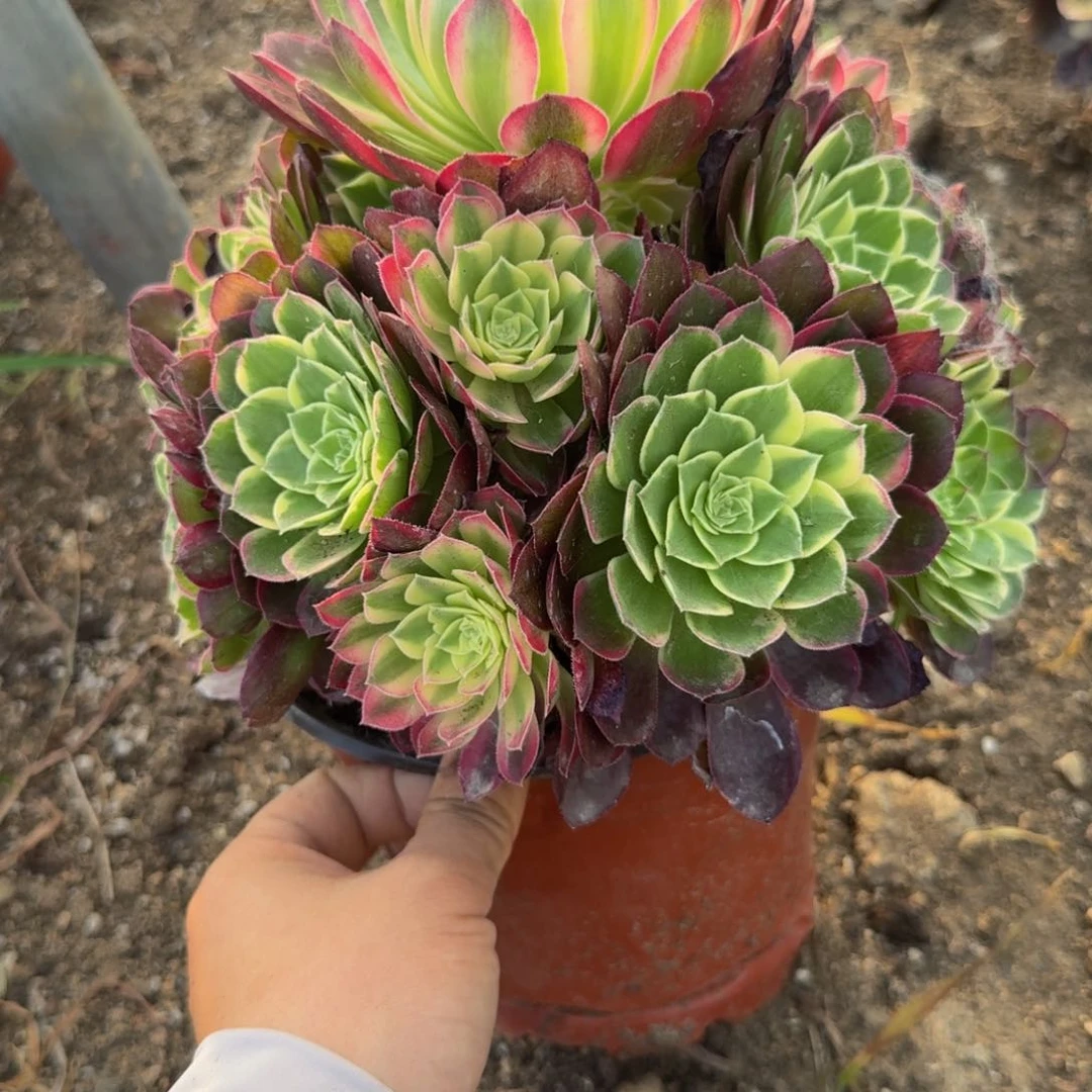 011格桑玫瑰。多肉植物