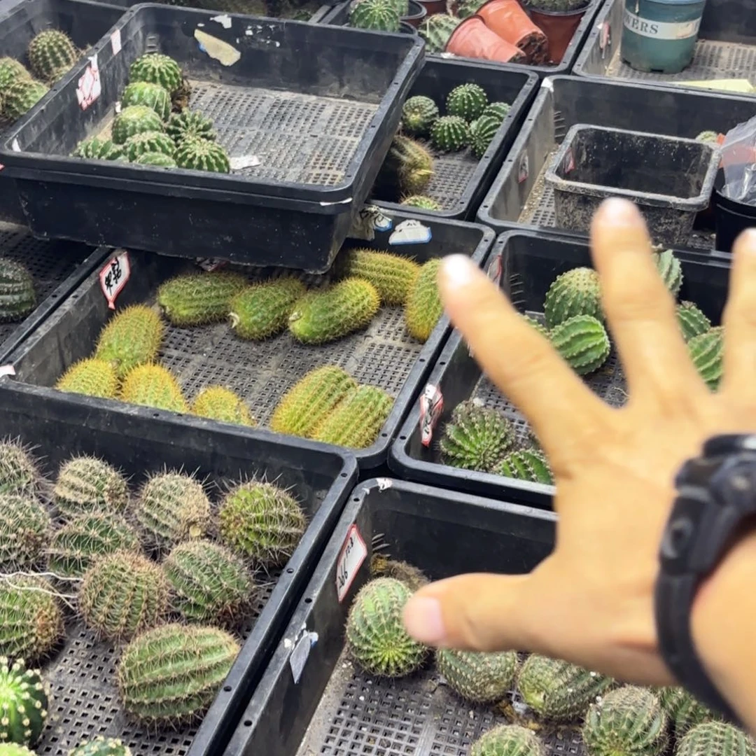 12品彩侧牙20包邮仙人球