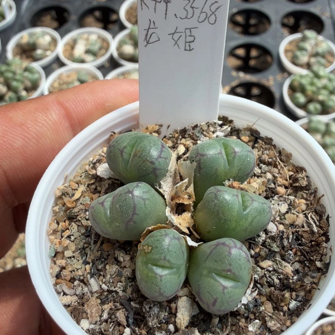 多肉植物多肉植物