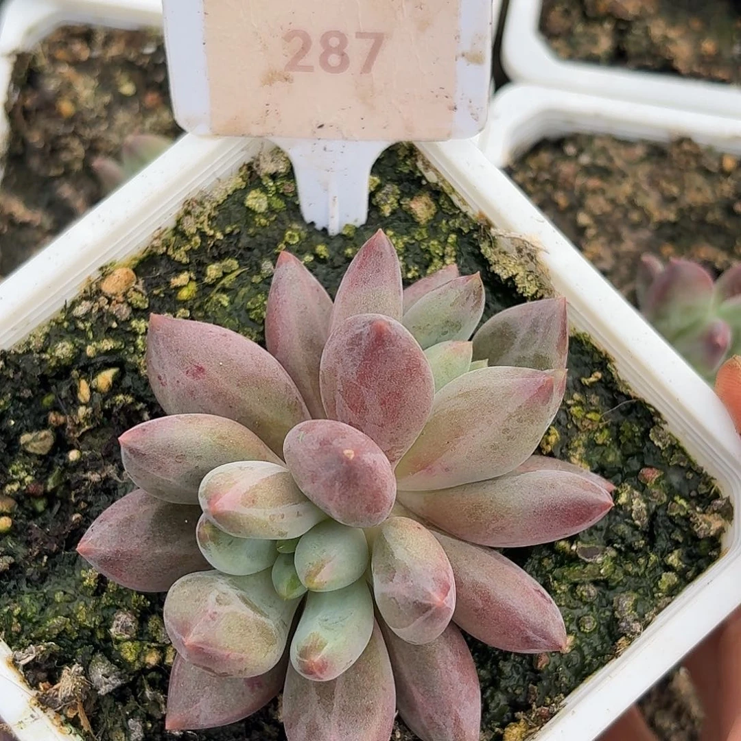 水晶球1234567891011