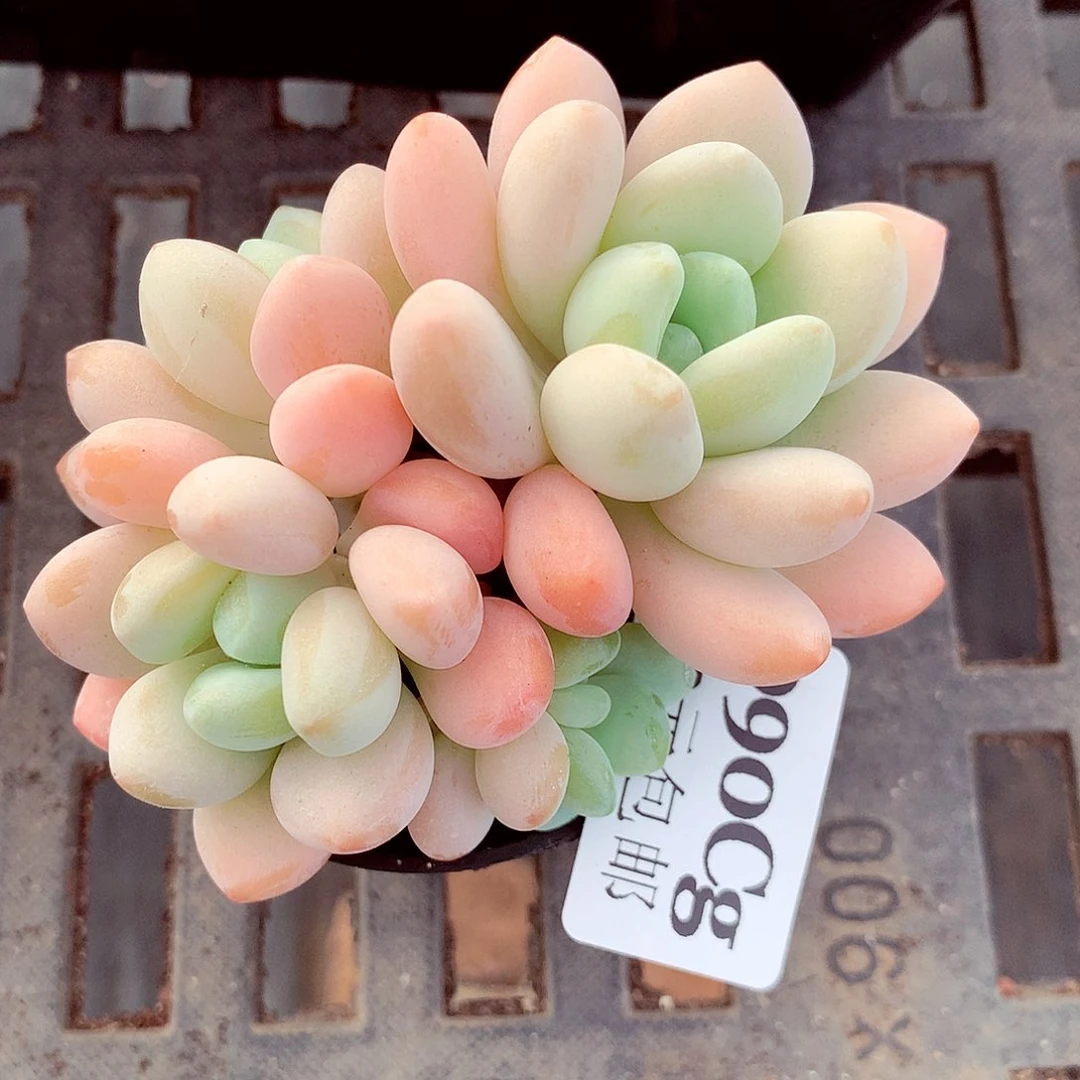 5厘米盆精控多肉090