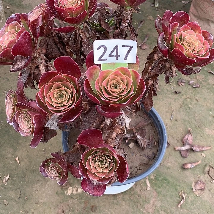 无花朵247魅金玫瑰多肉
