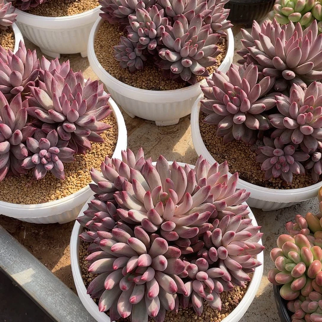 流沙体虞美人精控18厘米可挑