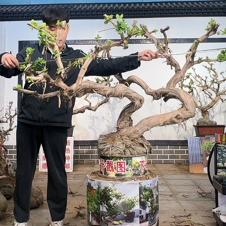 完全开放金银花开花6695598899889