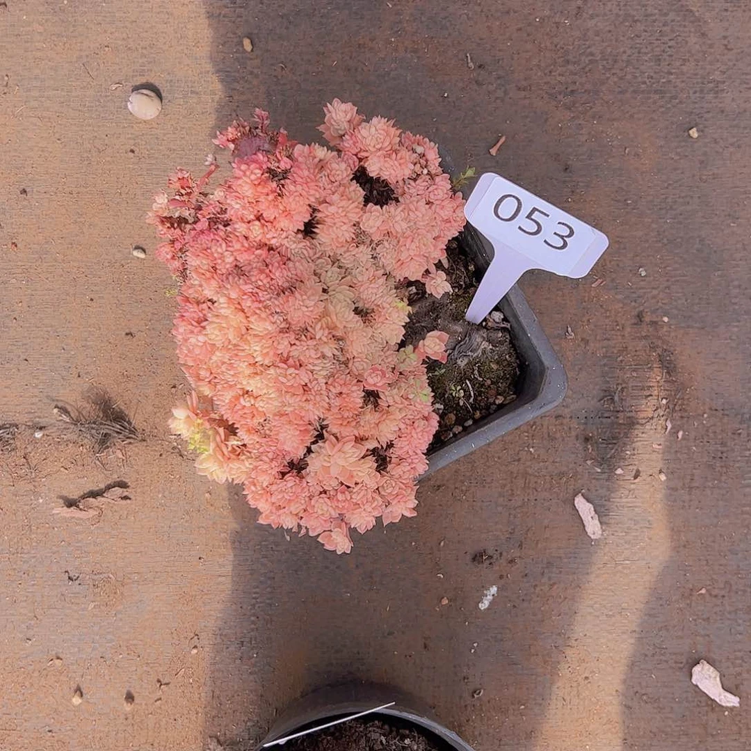 黎****T053缀化15不售后