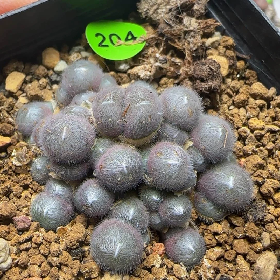PVB3265多肉植物204