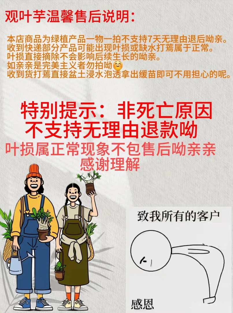 秋海棠清棚处理  随机六颗（无任何售后）