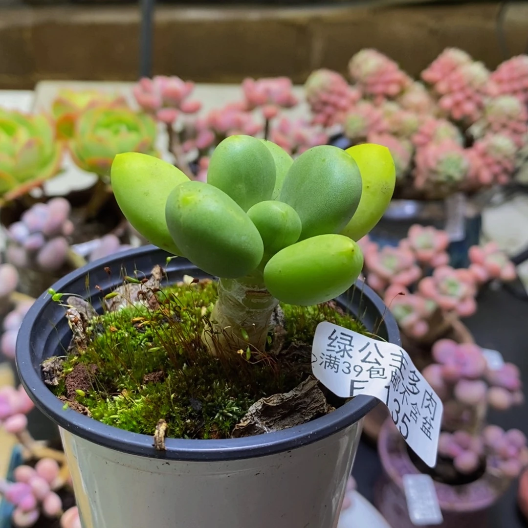 135芒果奶5cm多肉
