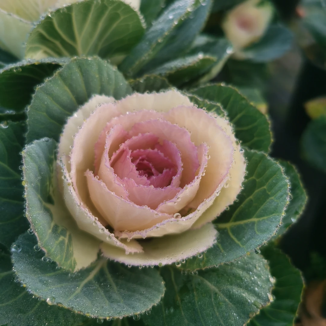 {小青专属}  雪华美玫瑰甘蓝盆栽阳台庭院耐寒耐热好养易活绿植