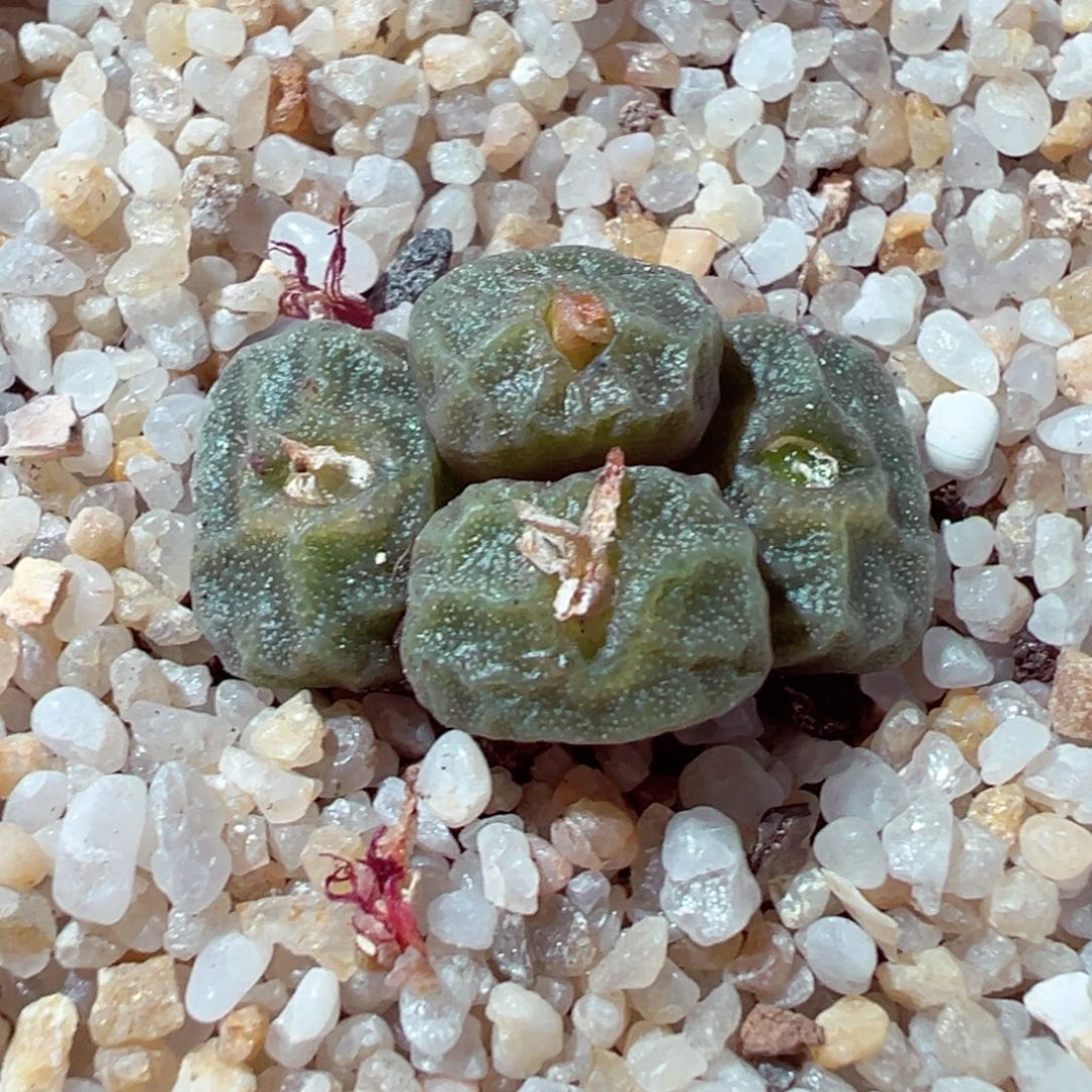 1104-311多肉多肉烧麦