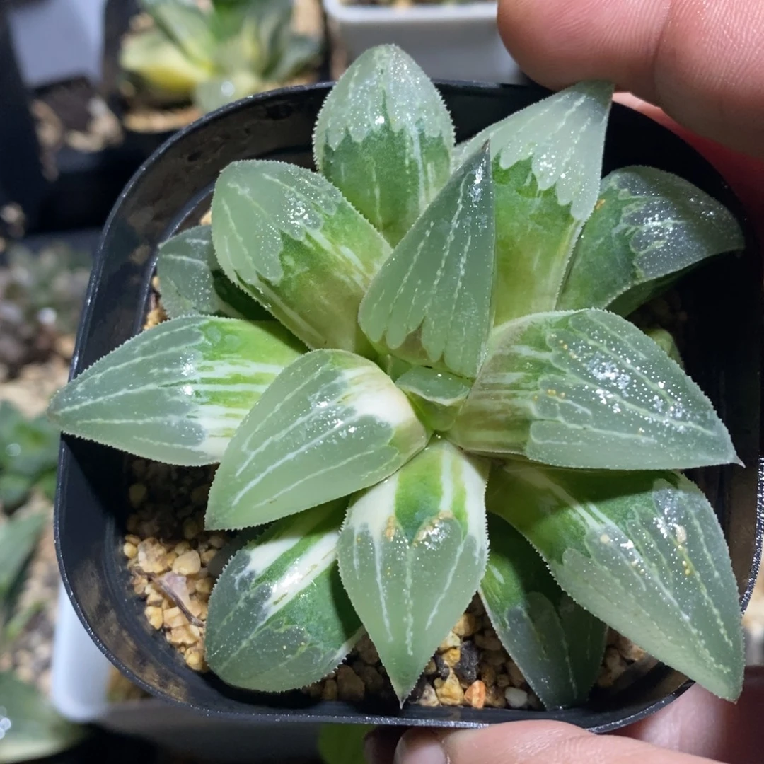 一颗实生磨面寿锦。