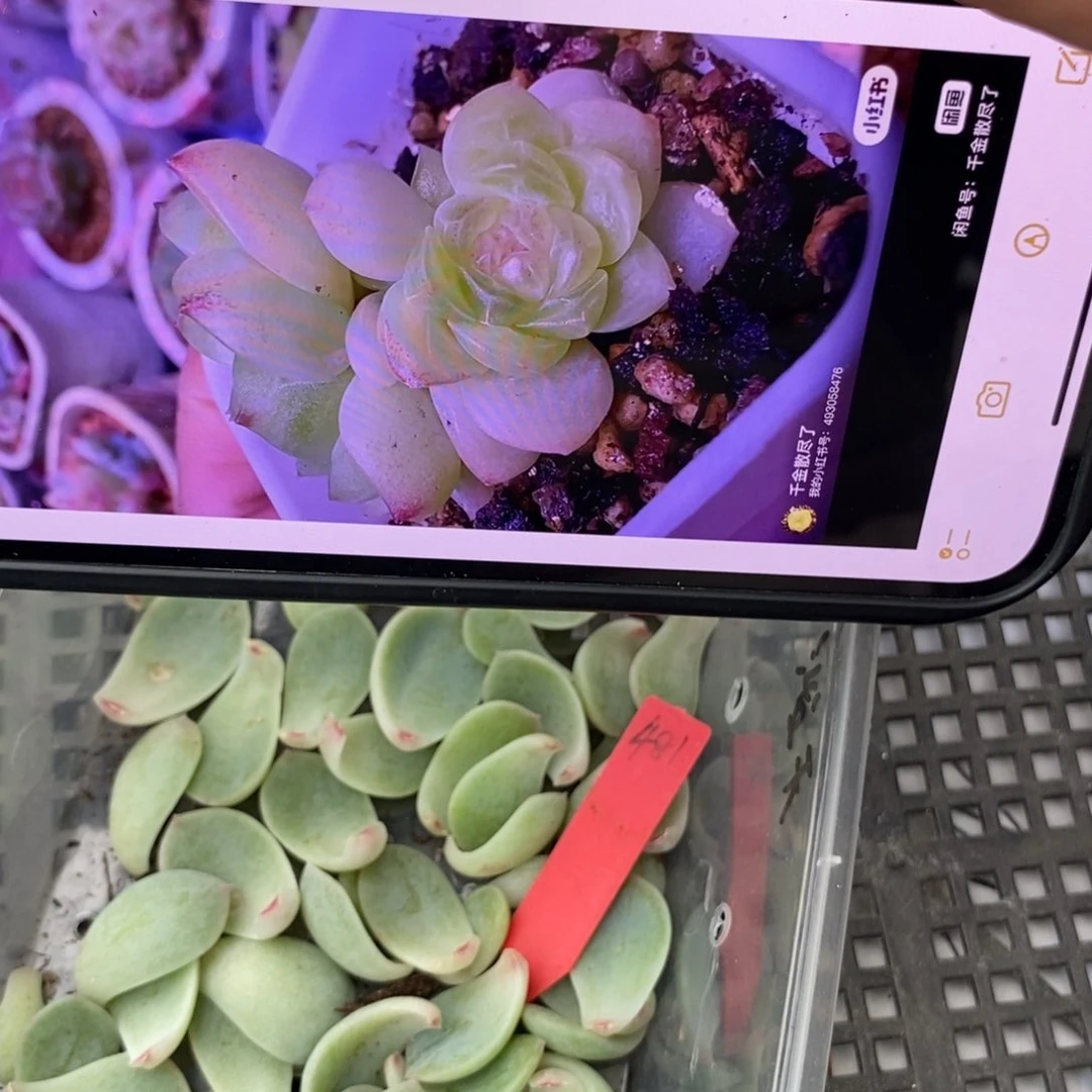 纯叶片甜心481一片多肉叶子