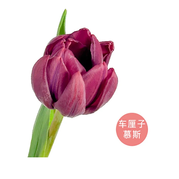 【源头一手价】方德车厘子慕斯郁金香一把（10支） 云南基地鲜花
