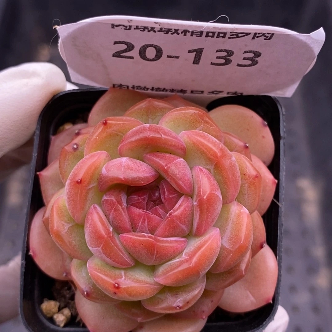 【闪购商品】20-133琴心