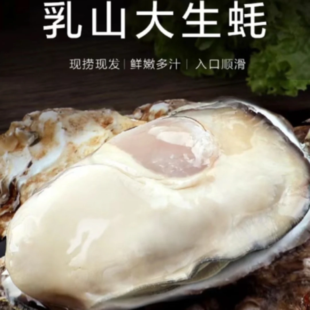 乳山生蚝6+ 可刺身