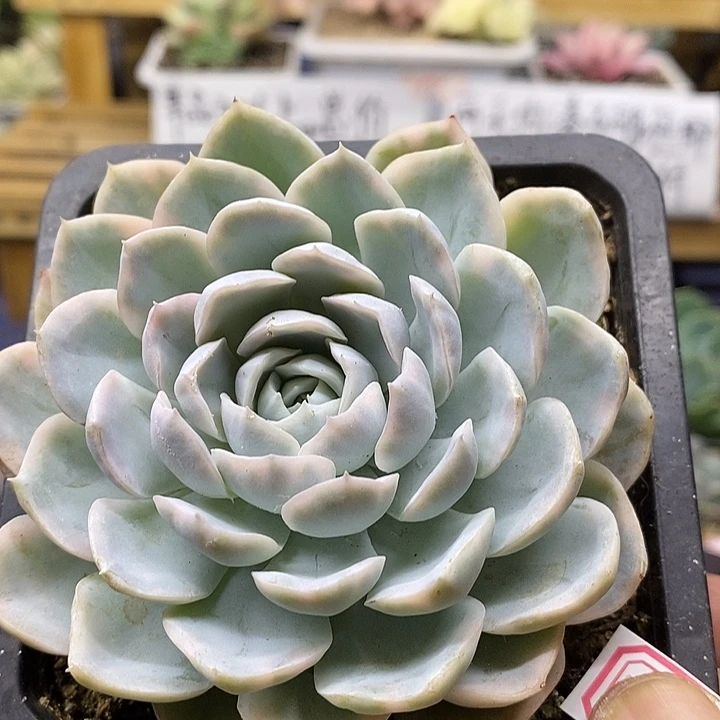 05126 雪球锦多肉