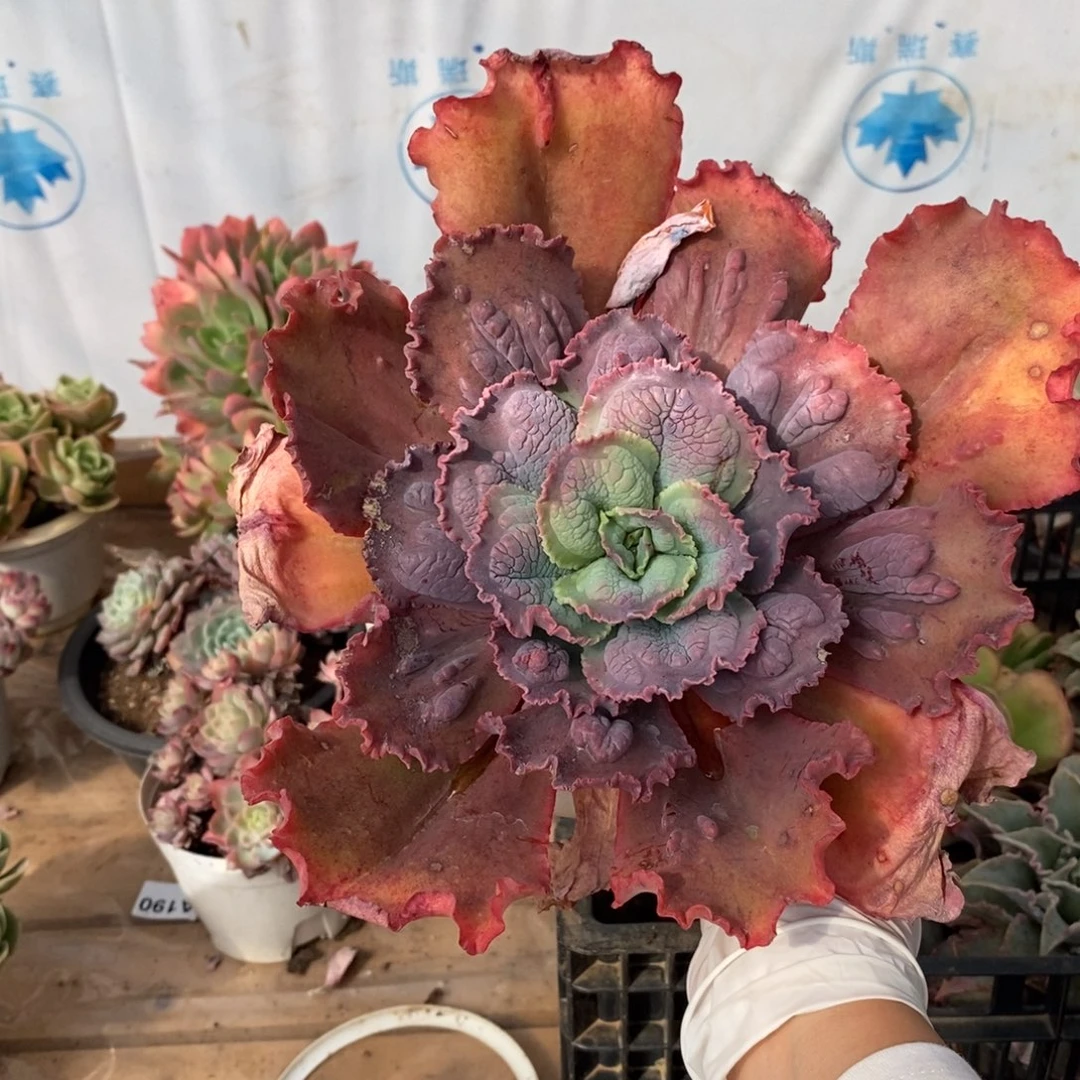 213狂野男爵一物一拍