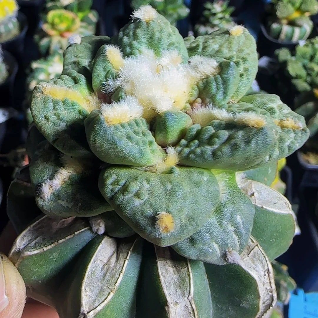 钩尤龟甲怒769仙人球