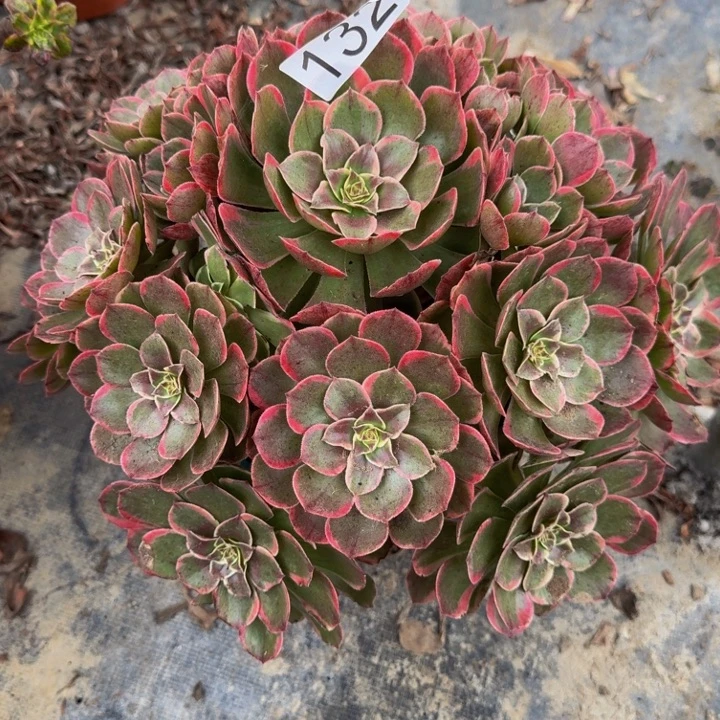 00000000000132粉花妖