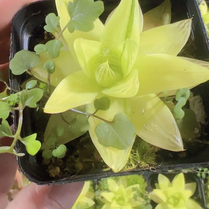 黄金玉露精品多肉植物大战