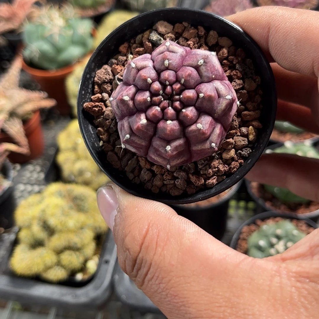 梦想单头发货单头发