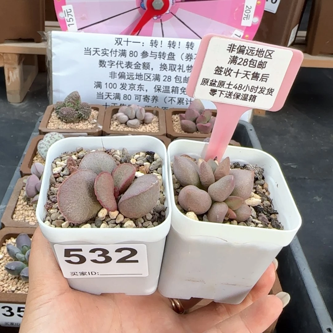 532哈弗妖姬多肉植物