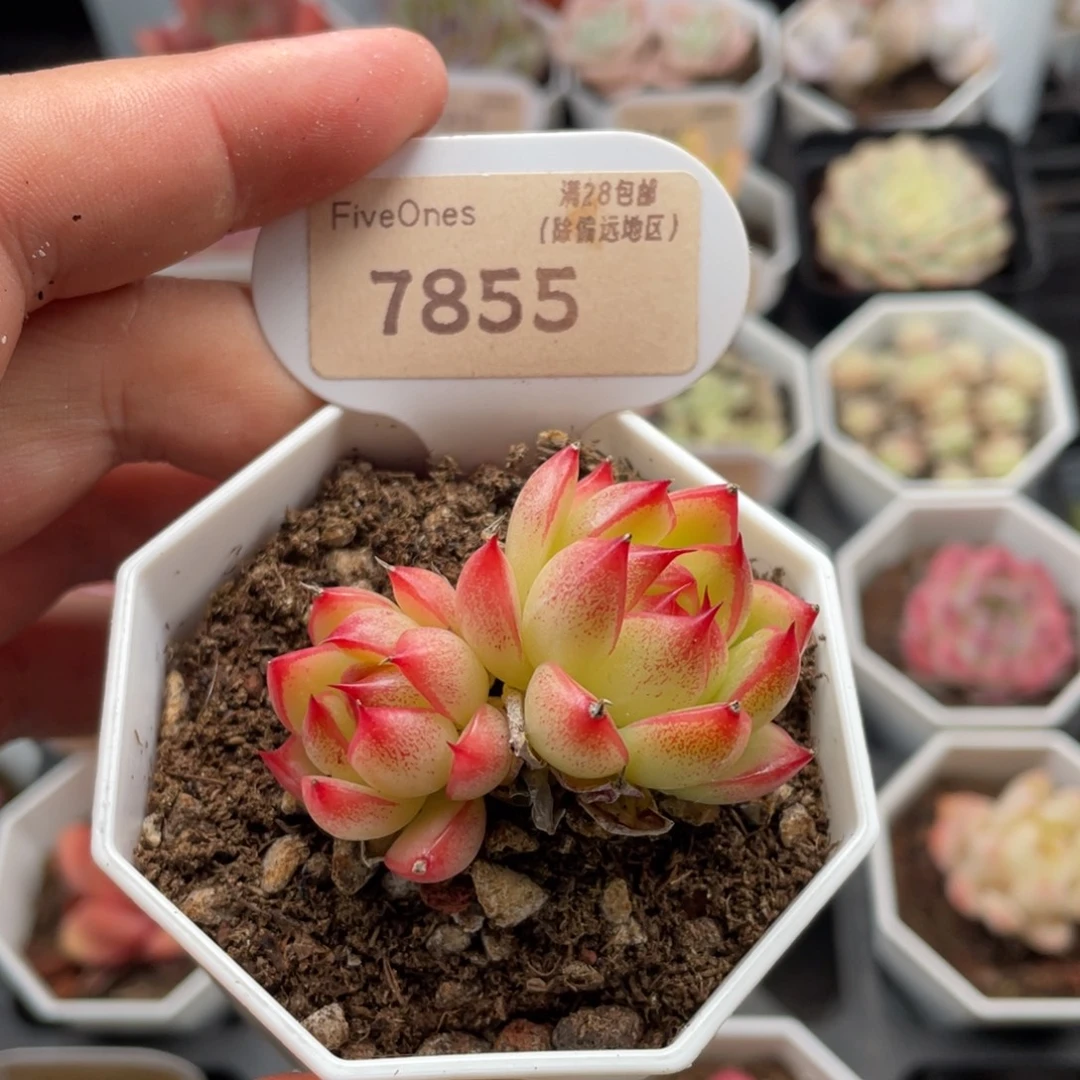 红蛋7855-5.0厘米