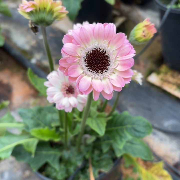 原盆原土一加仑非洲菊珍爱