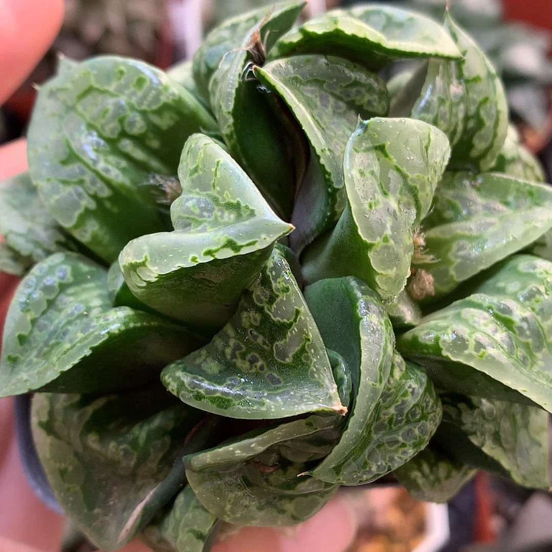 假面舞踏会带盆土发货jky