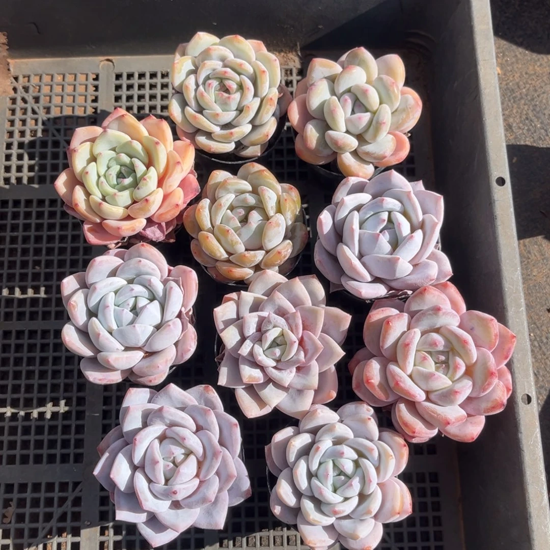 带盆发  520号新疆西藏内蒙古不包邮