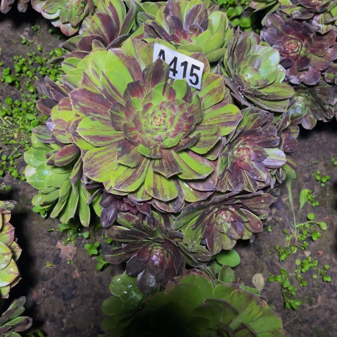 花月夜26////////24包邮