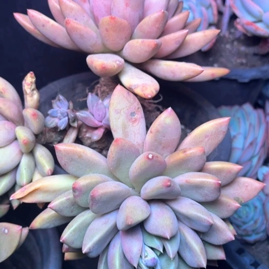 花*多肉植物的植物