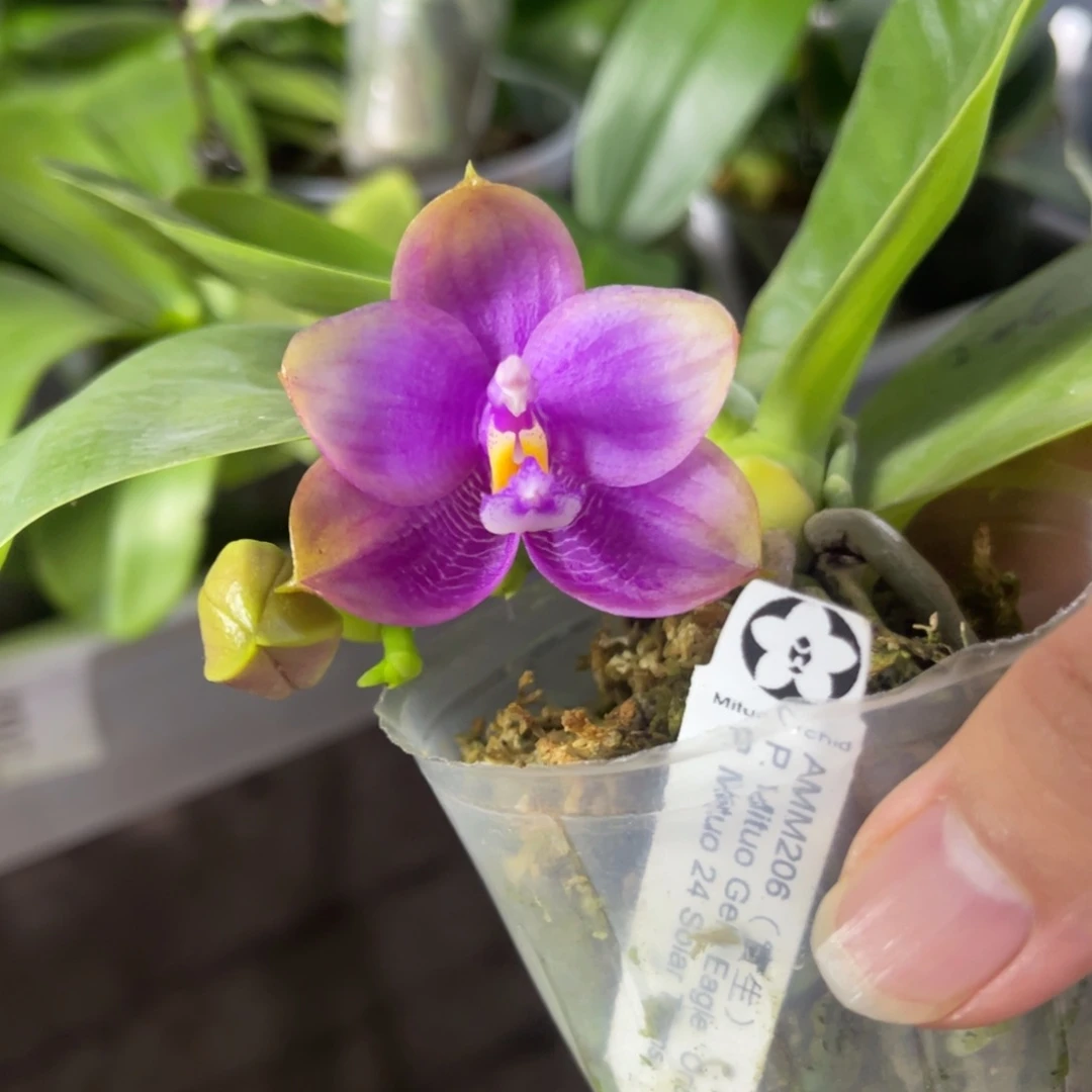 无花朵2.5寸 弥陀amm206 一物一拍