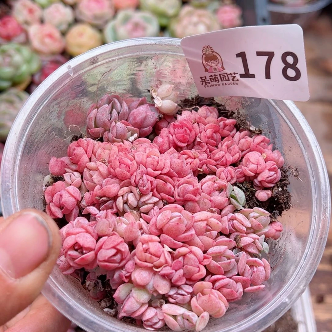 多肉植物多肉植物