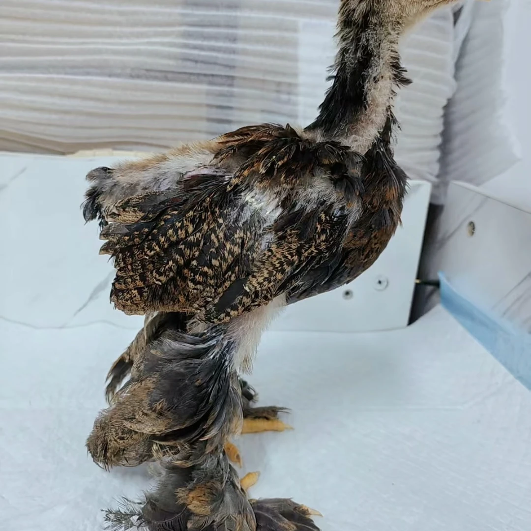 青青养殖纯种正品婆罗门观赏鸡
