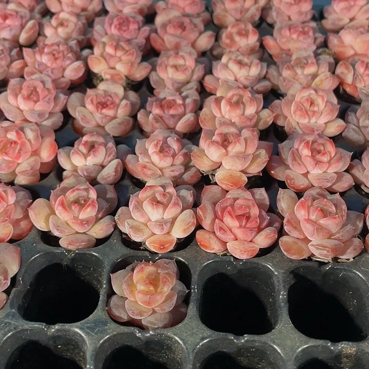 小红钻1元带土发