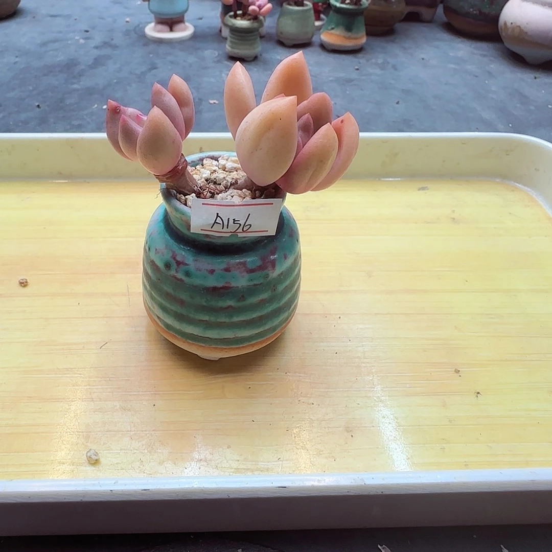 小暖萌友会福利A156