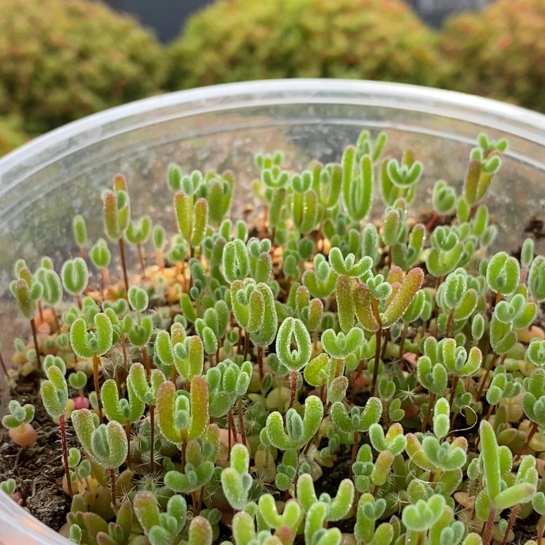 混合切糕1286枝干番杏