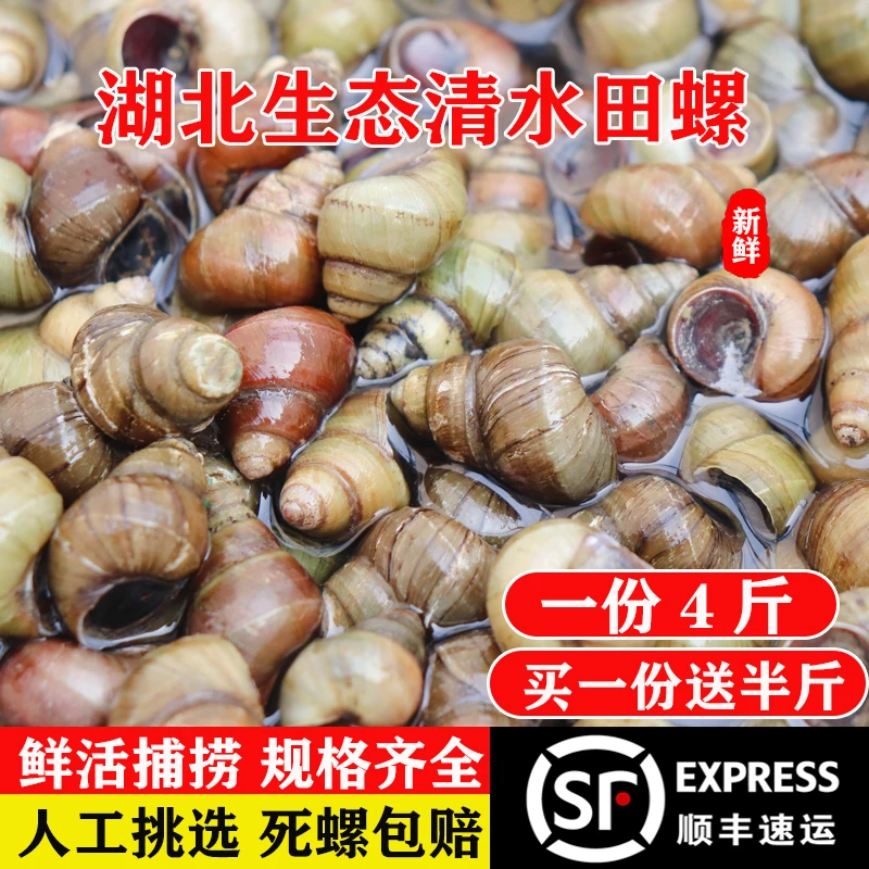 湖北清水田螺鲜活正宗石螺包活超大螺蛳美味干净无沙螺蛳肉大号