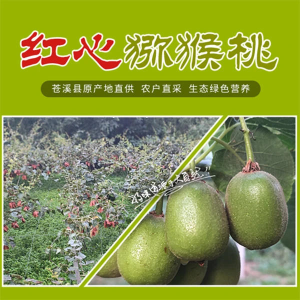红心猕猴桃发源地苍溪红心猕猴桃香甜可口甜而不腻