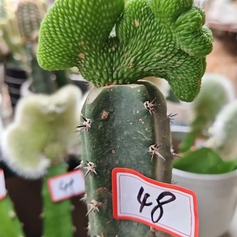 青蛇缀化秀普嫁接福48