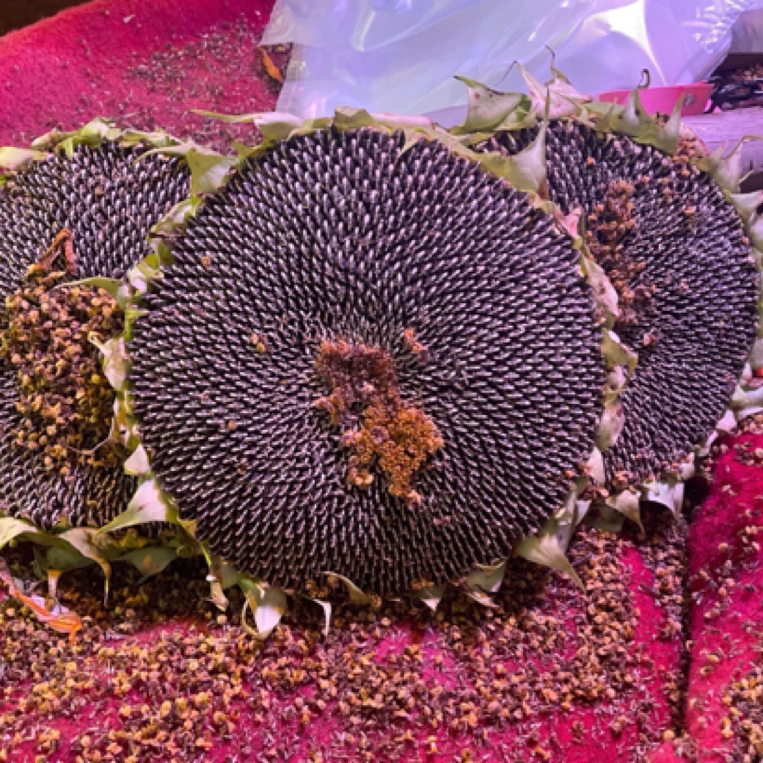 新鲜向日葵一颗、