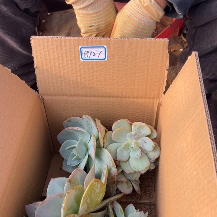 梁***秀地栽白凤瑕疵装箱包邮不售后