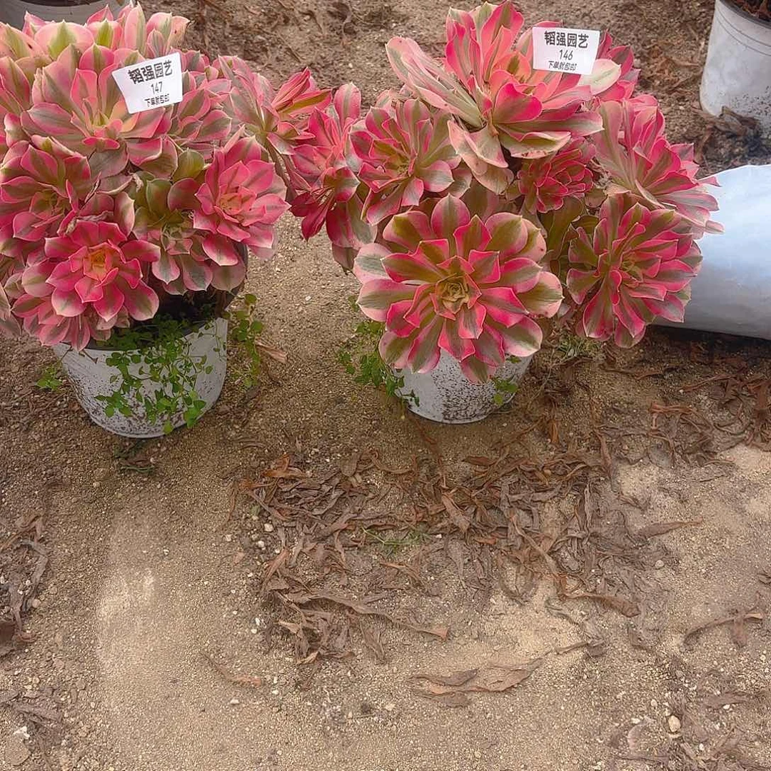 用***6女巫多肉植物146-47