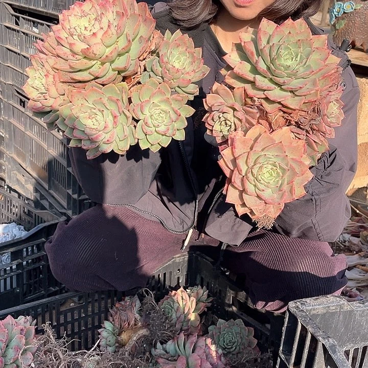 四头起贝拉9.9米 两颗。量拍多肉