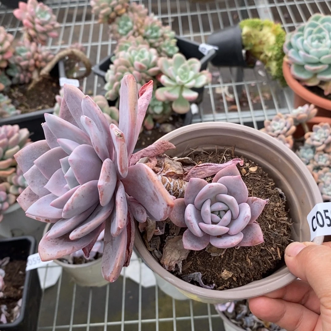 5962红茶一物一拍