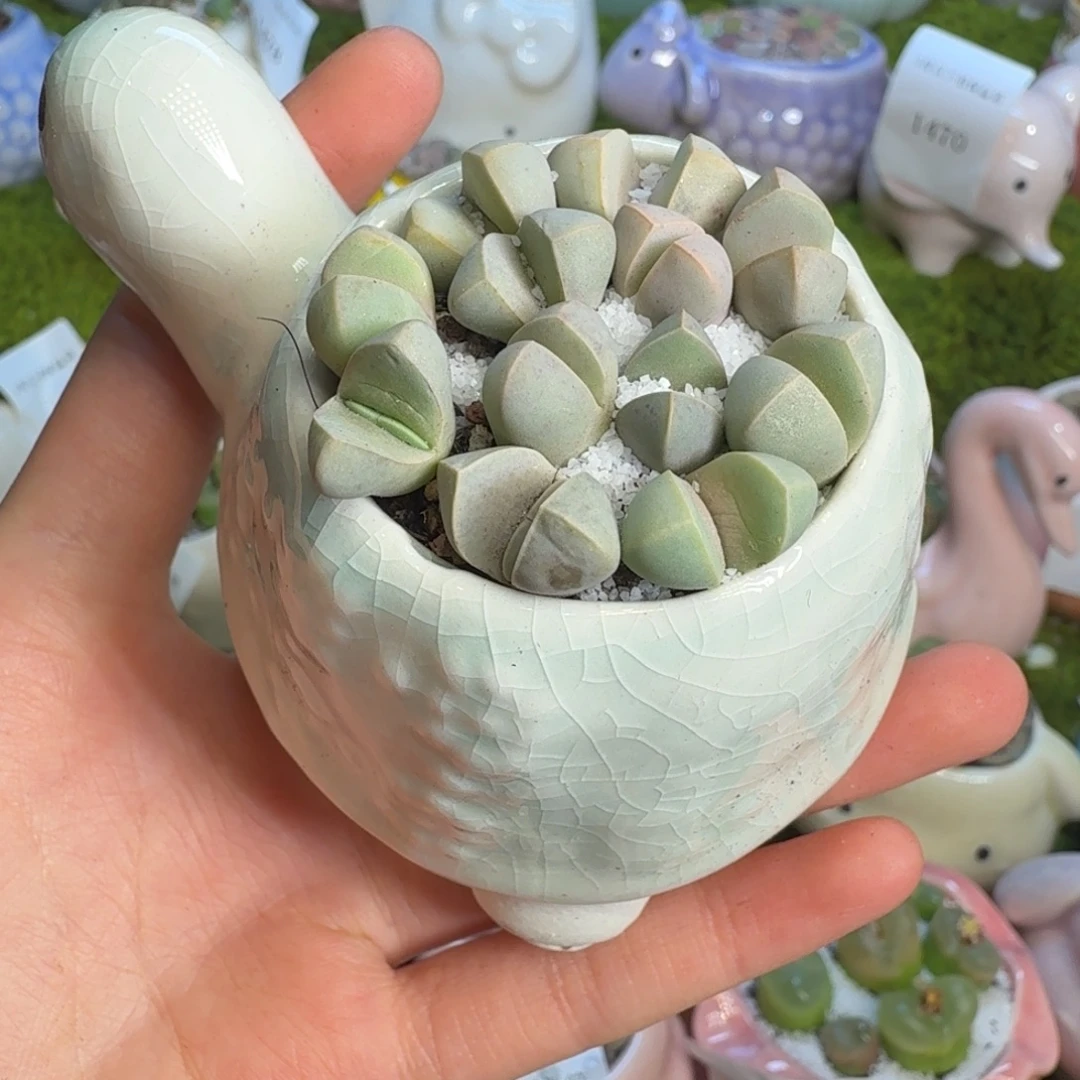 多肉植物的生长发育503
